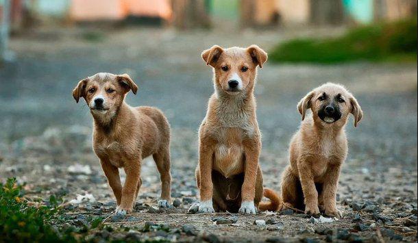 perros
