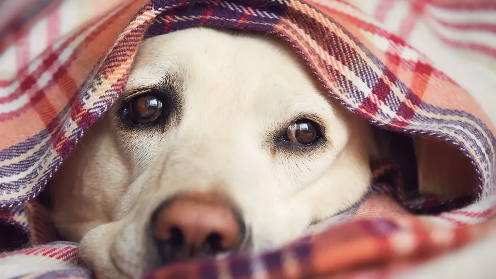 Dónde deben dormir los perros para no sufrir el frio