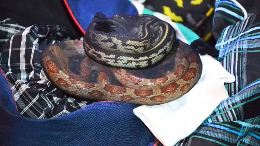 Viajaba en micro con 90 serpientes y más de 230 arañas